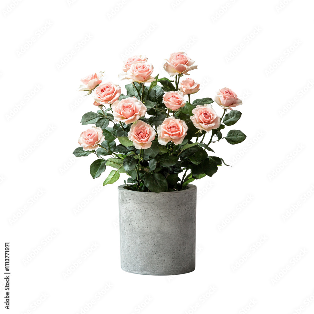 Fototapeta premium Pink Roses in a Vase