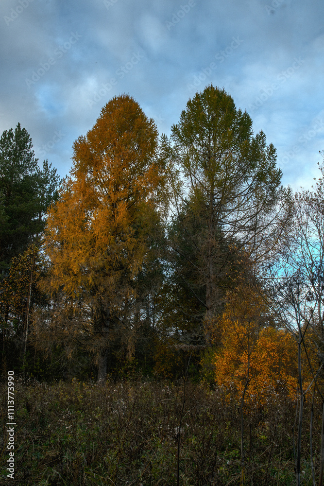 Fototapeta premium autumn trees in the park