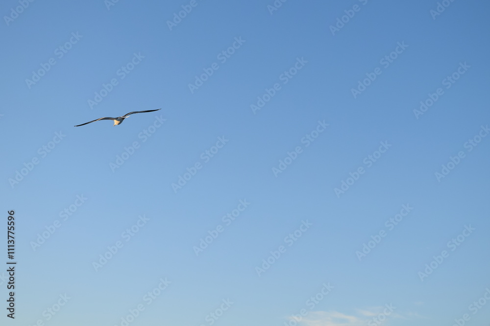 Seagull in the sky Seagull in the sky