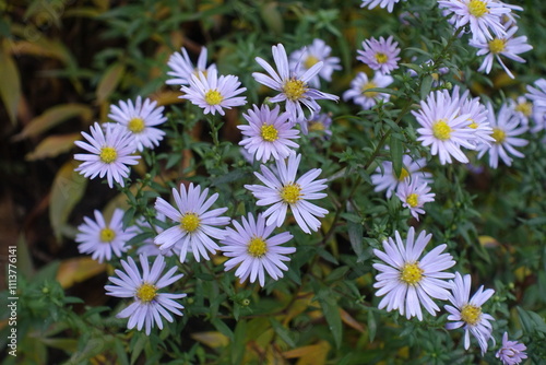 Faded violet flowers of Michaelmas daisies in November