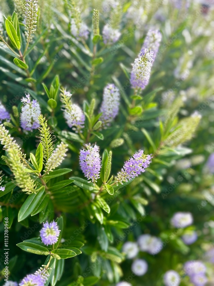 A lush garden filled with vibrant green foliage and clusters of light purple flowers, creating a serene and colorful natural scene.