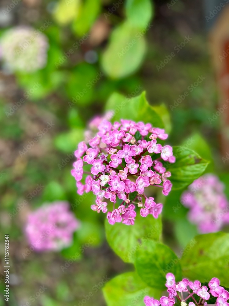 A cluster of small, vibrant pink flowers with green leaves in the background, showcasing the delicate beauty of nature in a garden setting, surrounded by lush greenery. A cluster of small, vibrant pink flowers with green leaves in the background, showcasing the delicate beauty of nature in a garden setting, surrounded by lush greenery.