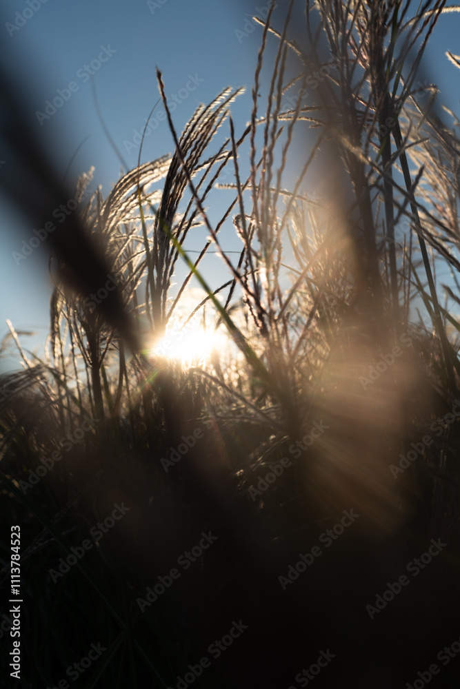 rayons rayons