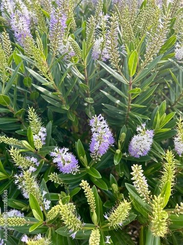Clusters of small, light purple flowers bloom amid dense green foliage, creating a lush, vibrant display of nature's beauty in a garden setting.