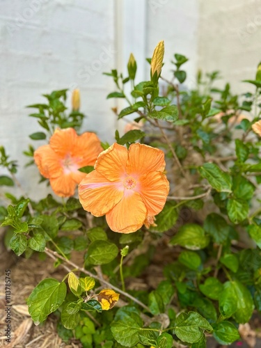 Vibrant orange hibiscus flowers bloom against a backdrop of lush green foliage, standing out against a white wall in a garden setting.