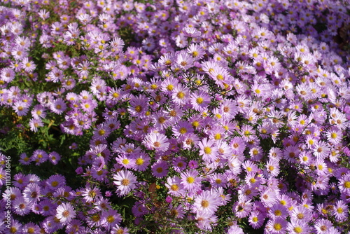 Countless pink flowers of Michaelmas daisies in mid October photo