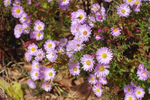 Pink flowers of Michaelmas daisies in mid October photo