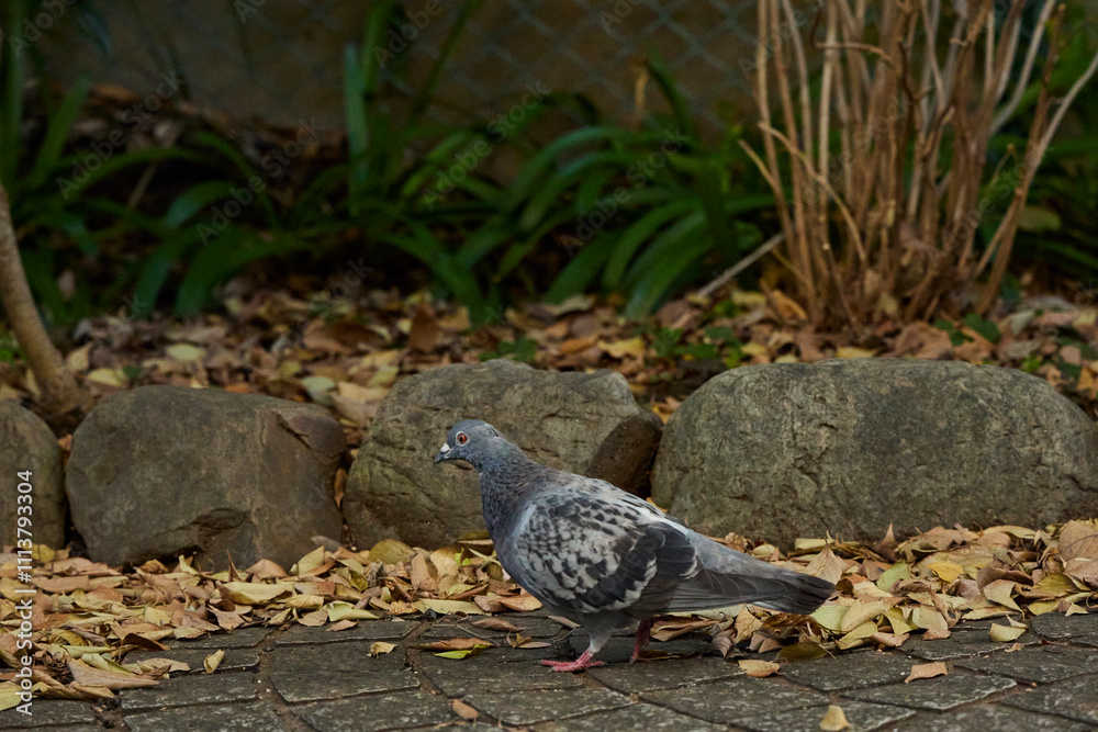 Obraz premium 遊歩道の鳩
