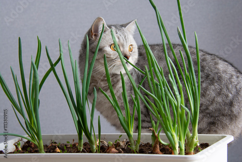 Green onions and a beautiful grey british cat with amber eyes in the background