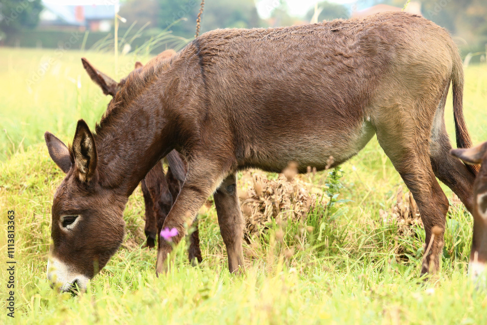 Fototapeta premium Cute brown donkey grazing outdoors on a farm