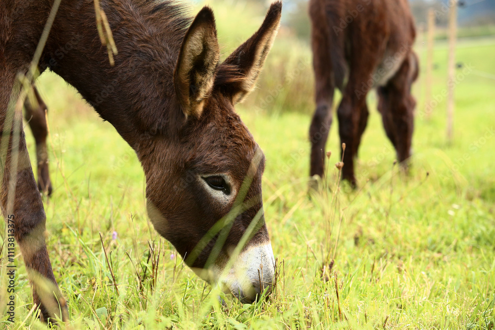 Cute brown donkey grazing outdoors on a farm Cute brown donkey grazing outdoors on a farm