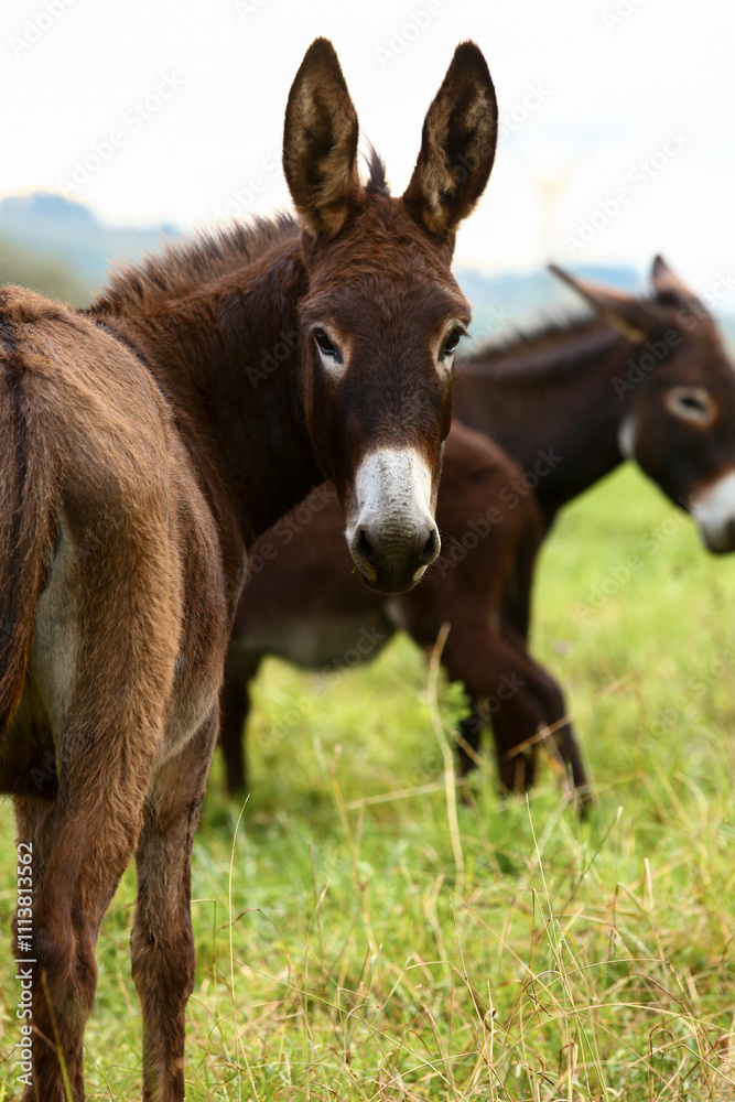 Cute brown donkey grazing outdoors on a farm Cute brown donkey grazing outdoors on a farm