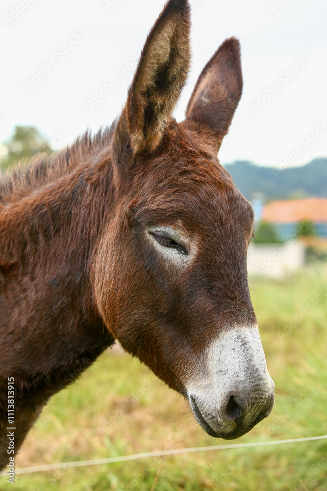 Cute brown donkey grazing outdoors on a farm Cute brown donkey grazing outdoors on a farm