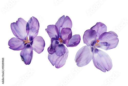 purple flowers isolated