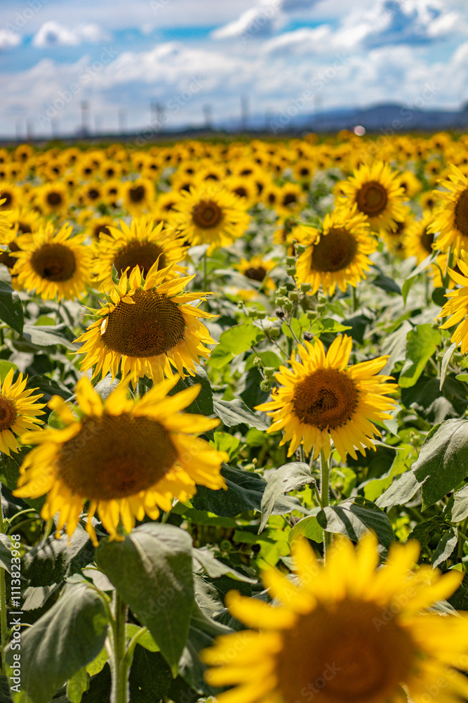 Obraz premium sunflower field 