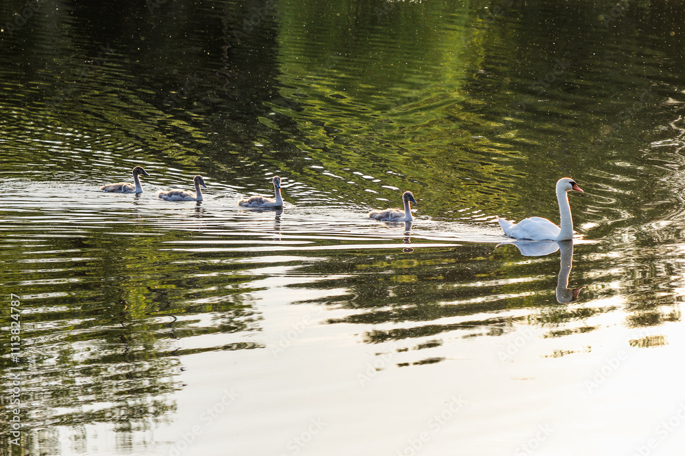 White Swan on lake with cubs. Mother swan swimming with cygnets on the lake in sunset light White Swan on lake with cubs. Mother swan swimming with cygnets on the lake in sunset light