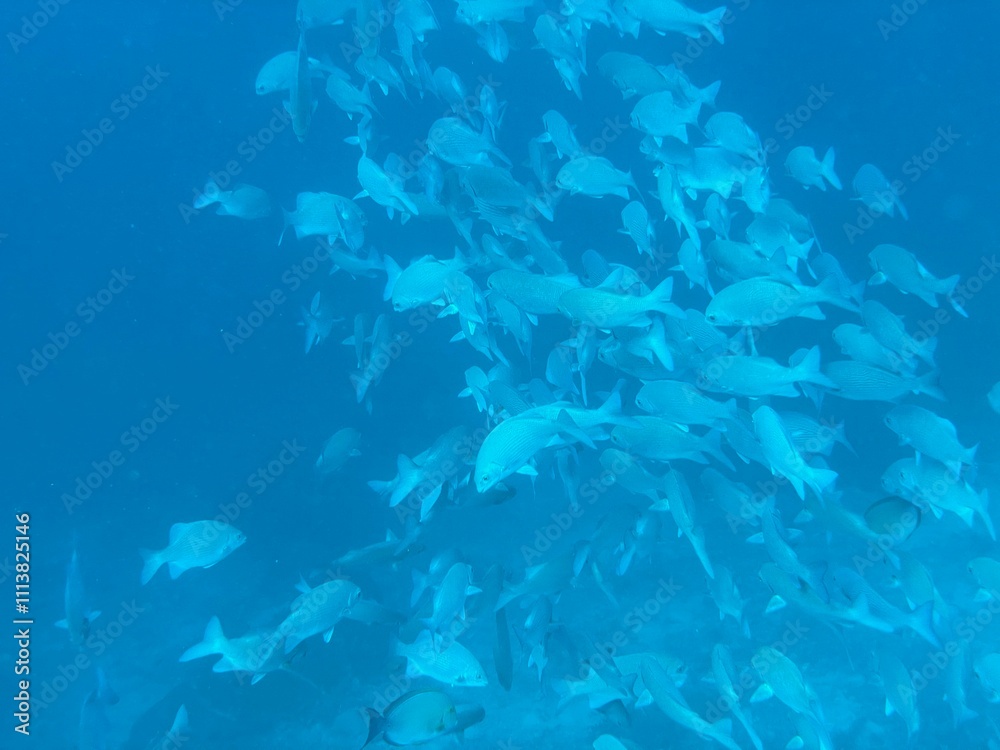 Fototapeta premium Fish school 