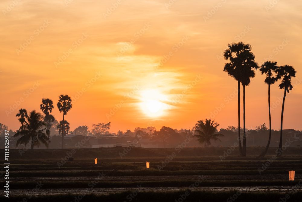 sugar palm trees on the sunrise background