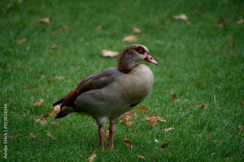 Egyptian goose stands on a grassy field, showcasing its detailed plumage and natural habitat Egyptian goose stands on a grassy field, showcasing its detailed plumage and natural habitat