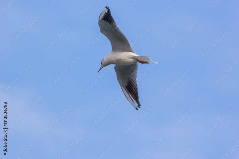 Close-up of seagull, flying over blue sky Close-up of seagull, flying over blue sky