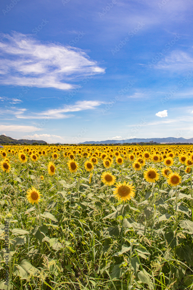 Obraz premium sunflower field 