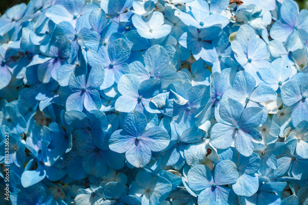 Blue Hydrangea or Hortensia flower in the wild. Blue Hydrangea or Hortensia flower in the wild.