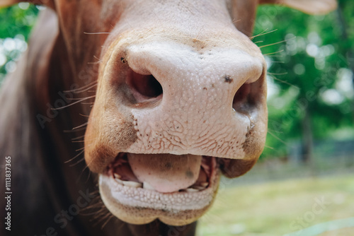 Close up portrait mouth part of an Ankole Watusi or Bos taurus watusi. photo