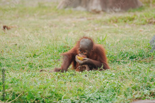 Принти на полотні Baby orangutan is sitting on the grass and holding a banana in its hand