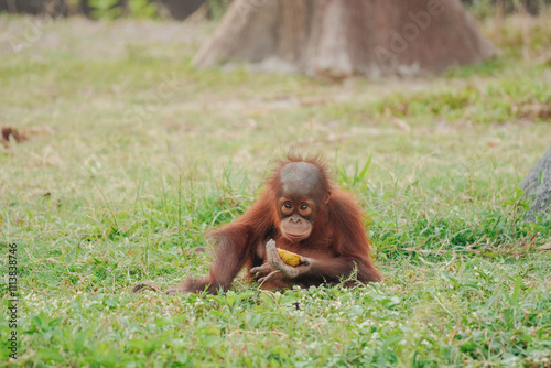 фотографія Baby orangutan is sitting on the grass and holding a banana in its hand
