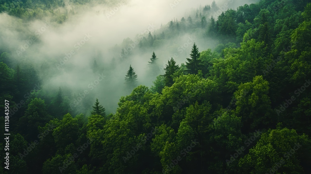 Serene Forest Landscape with Misty Fog and Lush Green Trees