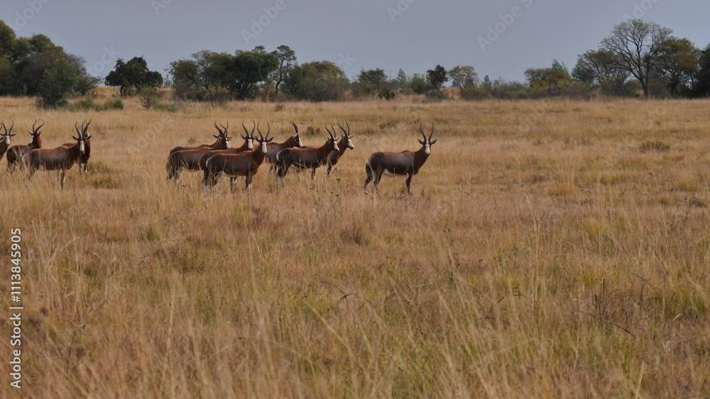 Blesbok herd all suddenly stop running through golden grasslands in Rietvlei Nature Reserve Blesbok herd all suddenly stop running through golden grasslands in Rietvlei Nature Reserve