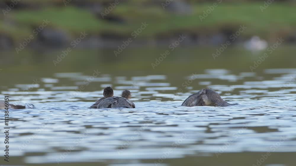 Red-breasted Merganser Family Swimming. Static Shot. Red-breasted Merganser Family Swimming. Static Shot.