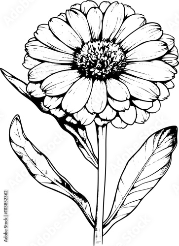 Calendula plant, sketch illustration. 