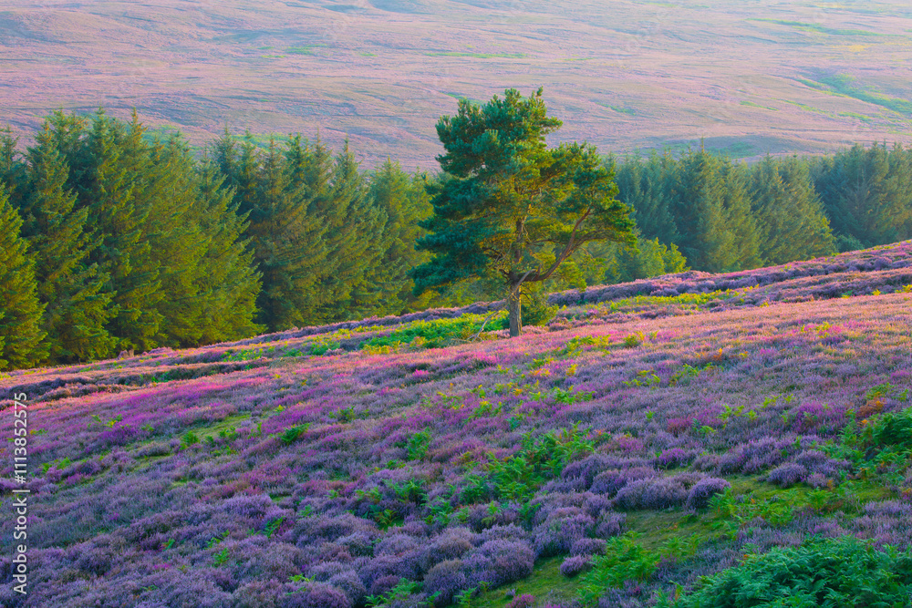 Fototapeta premium Lone scots pine tree in a field of heather, Hamsterley forest, county Durham, England, UK