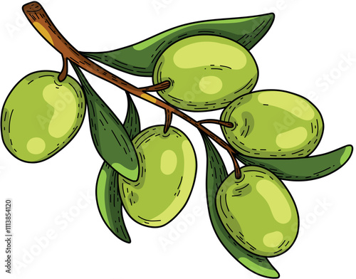 Vector drawing of a green vegetable on a white background will emphasize the interior with bright colors and details. Healthy food in the style of a doodle