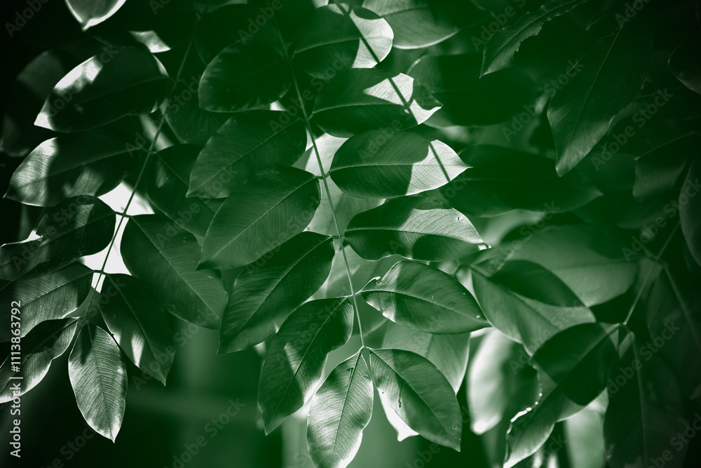 Obraz premium background green leaves drama lighting in morning. green environment concept. save the world. wallpaper. green energy