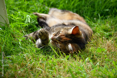 Φωτογραφία Chat tigré en train de faire sa toilette allongé dans l'herbe