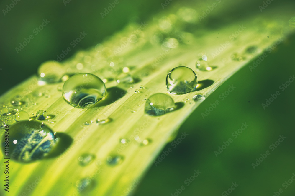 Large beautiful drops of dew or rain on leaf of grass in morning sunlight in nature outdoors, close-up macro.