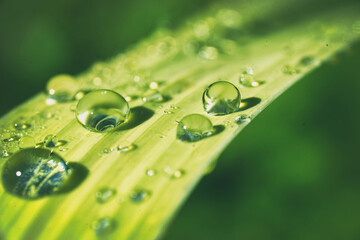 Large beautiful drops of dew or rain on leaf of grass in morning sunlight in nature outdoors, close-up macro.