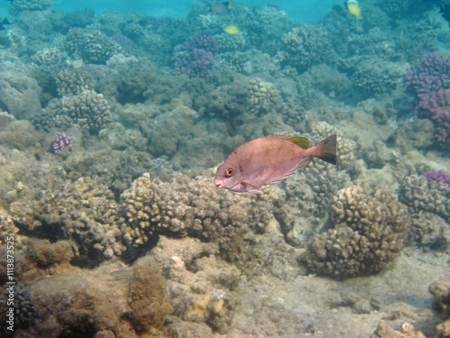 Shallow sea, corals and swimming tropical fish (Forktail Rabbitfish - Siganus Argenteus). Marine life and coral reef. Underwater photography from snorkeling with aquatic wildlife. photo