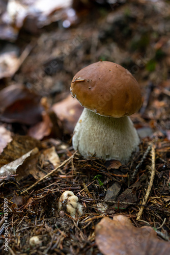 Big broun cep mushroom in the forest