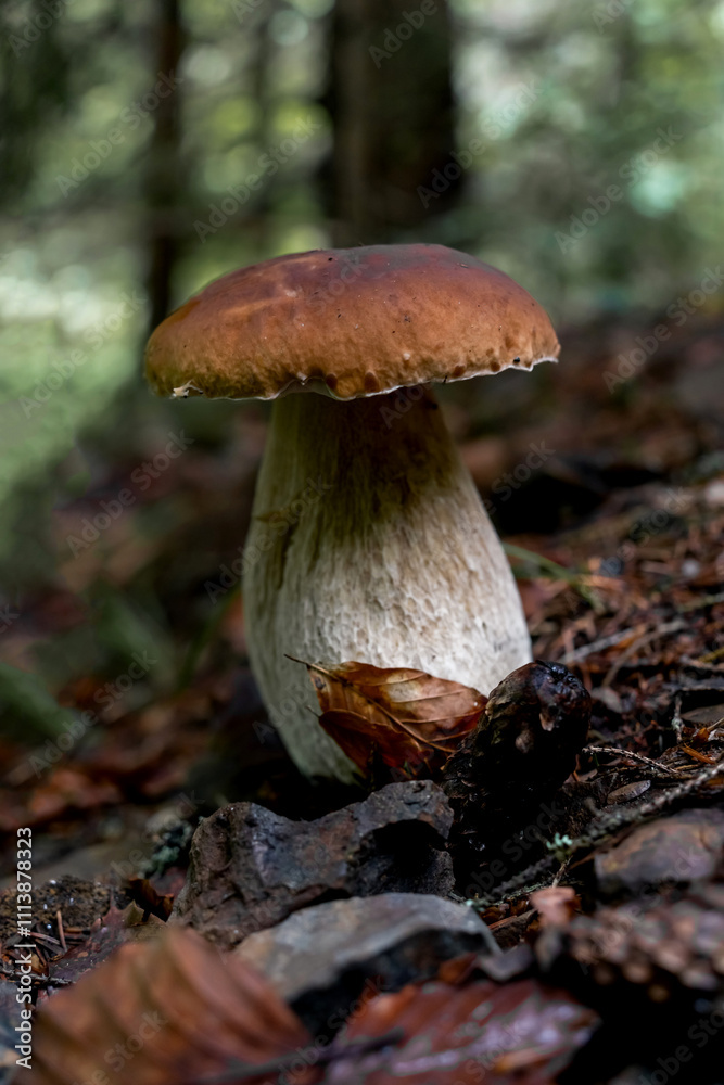 Big broun cep mushroom in the forest Big broun cep mushroom in the forest