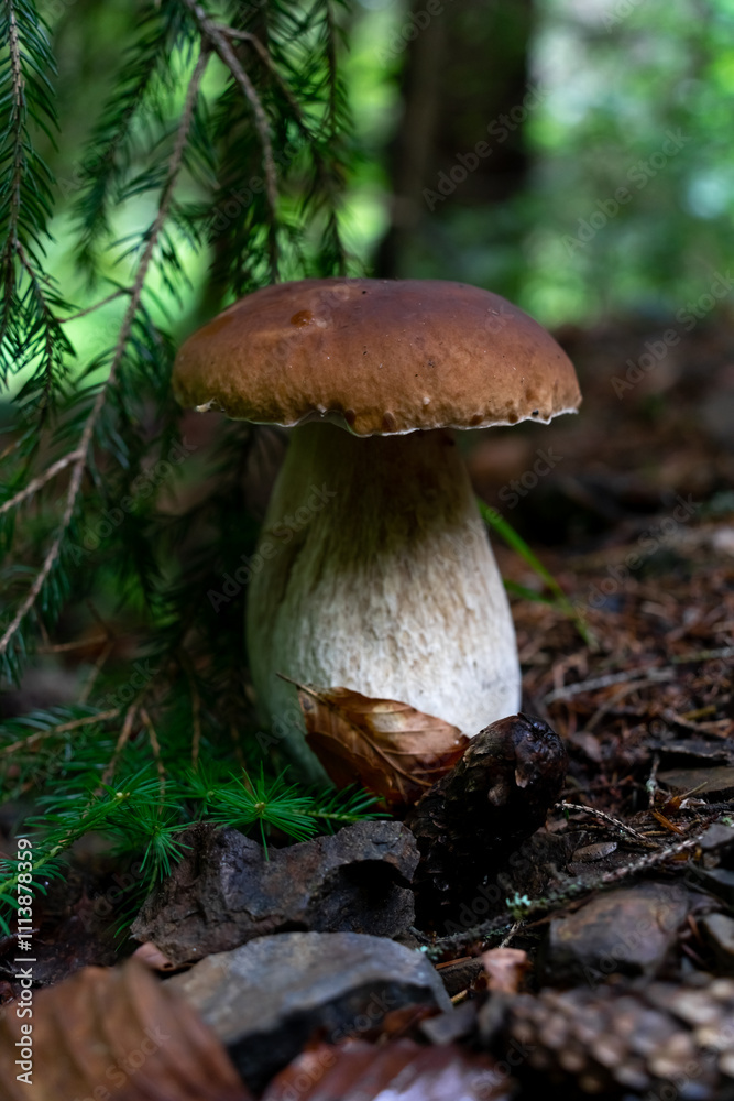 Big broun cep mushroom in the forest Big broun cep mushroom in the forest