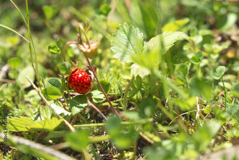 Wild strawberrys in their nature environment Wild strawberrys in their nature environment