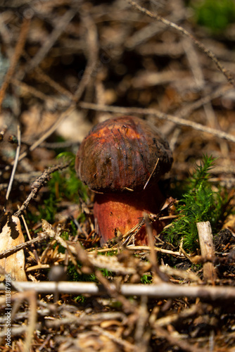 Beautirful but dengerous wild mushroom in the  forest photo