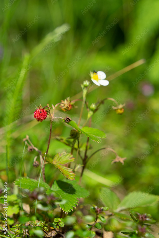 Wild strawberrys in their nature environment Wild strawberrys in their nature environment