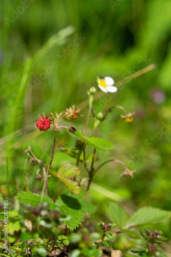 Wild strawberrys in their nature environment