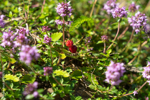 Wild strawberrys in their nature environment