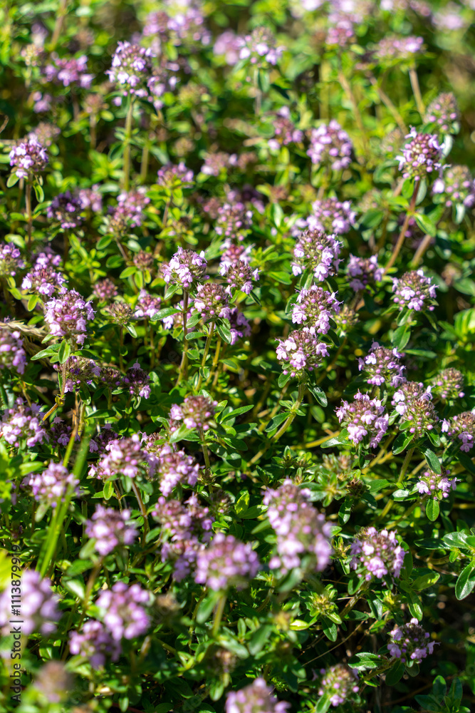 Obraz premium Purple background of a thymus flowers