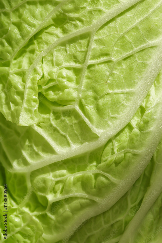 Abstract texture of chinese cabbage leaf closeup Abstract texture of chinese cabbage leaf closeup
